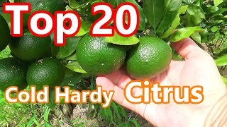 TOP 20 - Most Cold Hardy Citrus You Can Grow At Home TODAY!!