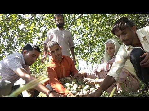 Udhampur farmers go for organic fertilizers to increase walnut production