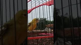 Download lagu anakan sirtu jantan belajar bunyi mp3