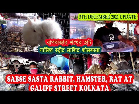 RECENT RABBIT, GUINEA PIG, HAMSTER PRICE AT KOLKATA |...
