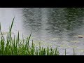 Peaceful Music, Relaxing Music, Instrumental Music "Healing Rain" by Tim Janis