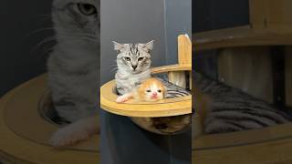 Download lagu Perbedaan reaksi Abu dan Poo Jika dikasih sosis 😂#kitten #kucing #cat #kucinglucu mp3 Download lagu Perbedaan reaksi Abu dan Poo Jika dikasih sosis 😂#kitten #kucing #cat #kucinglucu mp3