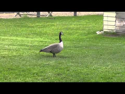 Dont Feed Geese Bread