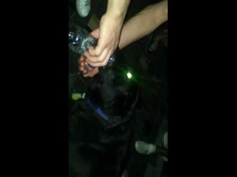 Dog on free party in Athens