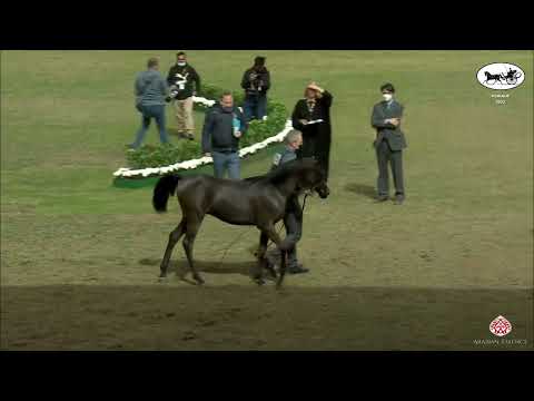 N 99 RD GIVENCHY   PSAIAHF 2022   Yearling Colts Class 4A