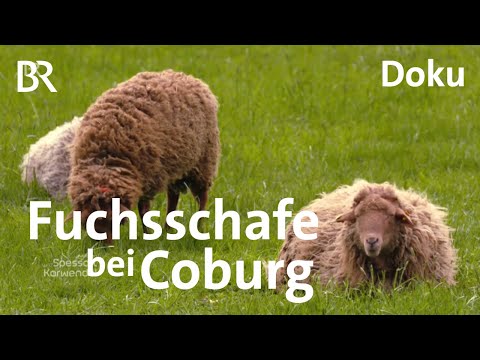 , title : 'Fuchsschafe bei Coburg: Rasenmäher und Düngerlieferant | Zwischen Spessart und Karwendel | Doku | BR'