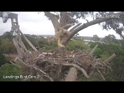 Savannah GHO Nest - Little one gets better and better in fledging