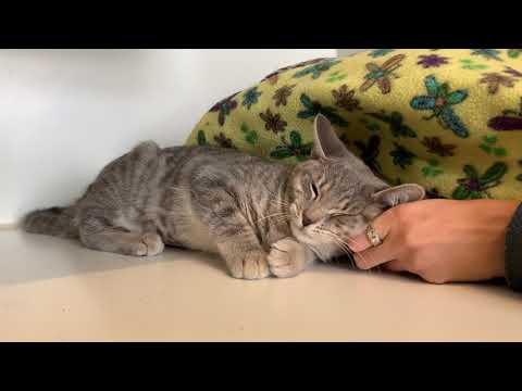 MEET LEANNE! SHE IS LOOKING FOR A FOREVER HOME!