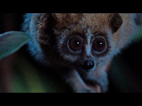 Slow loris internet celebrity - Super Cute Animals: Preview - BBC