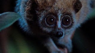 Download lagu Slow loris internet celebrity - Super Cute Animals: Preview - BBC mp3 Download lagu Slow loris internet celebrity - Super Cute Animals: Preview - BBC mp3
