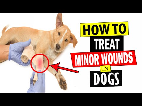 How to Treat Minor Wounds in Dogs || Treat Dogs Wounds