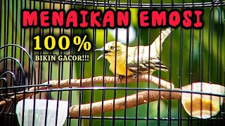 Download lagu Pancingan TERAMPUH bikin Sirtu/Cipoh Gacor EMOSI Langsung nyaut seketika # sirtu gacor mp3 Download lagu Pancingan TERAMPUH bikin Sirtu/Cipoh Gacor EMOSI Langsung nyaut seketika # sirtu gacor mp3