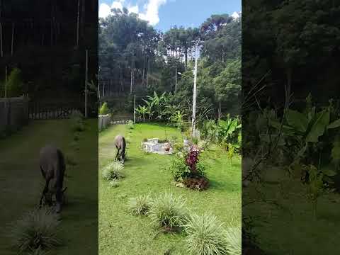 CHÁCARA EM CAMPINA GRANDE DO SUL / 1.000M² / R$170 mil