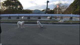 野良犬がいっぱい兄弟かな？　stray dog　homeless dog　ownerless dog