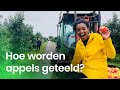 Hoe teel je appels? | Het Klokhuis
