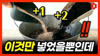 [꿀팁] 처음이자 마지막입니다, 무조건 이걸 넣으세요ㅣ흙에 이것만 넣어도 병충해 변색없이 매년 꽃도 열매도 …