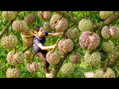 Harvesting Wild Sugar Apples—Ripe on the mountain behind my old house, Splitting Open, Selling Fast