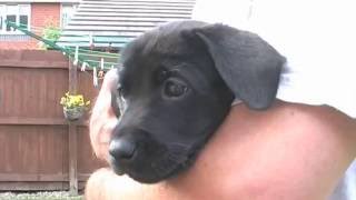 Our cute black labrador puppy and a litter of black lab puppies!