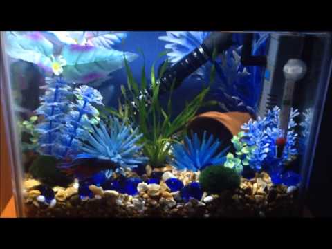 MY 2.5 GALLON BETTA FISH TANK [Crowntail Betta Fish] (Aquarium)