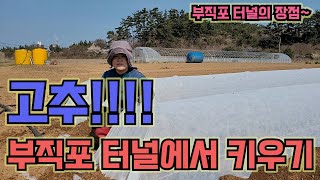 부직포터널로 고추 키우면 뭐가 좋게유~~