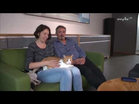 Wilde Miezen - Katzen allein unterwegs / MDR Doku deutsch