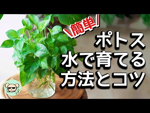 植物の水やり用寒天紅藻 2022
