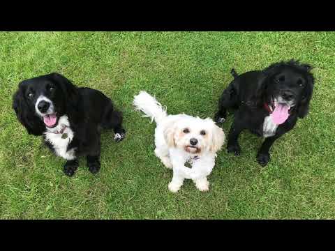 Furry Friends Pet Care video.