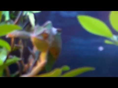(HD) Veiled Chameleon shoots tongue, eats crickets from hand