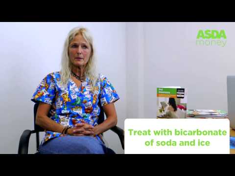 How to treat cat & dog insect stings or bites | Asda Pet Insurance