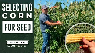 How to Select Corn For Seed Saving