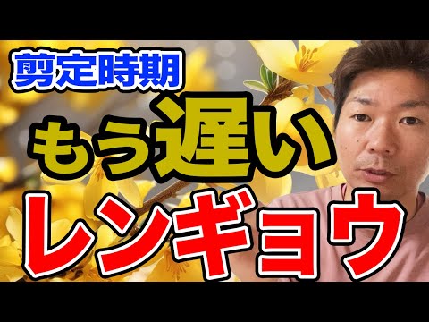 園芸 緑レンギョウ、緑茎レンギョウ