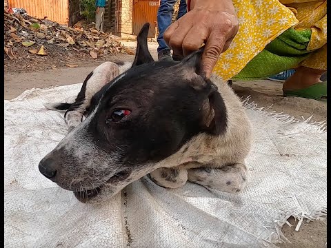 Dog With Eye Injury - Successful Treatment!
