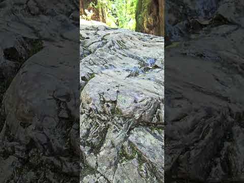 Refugio del Tapir en San Francisco- Jujuy