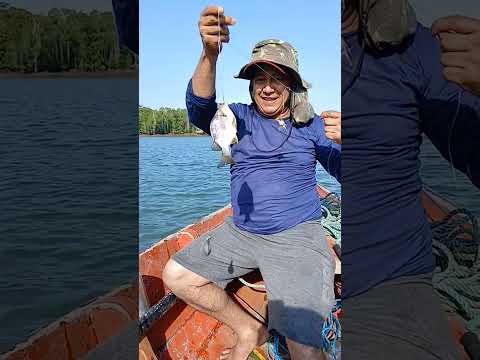 Pescaria em São João da Ponta PA, 20/11/25 .pesca de fundo com camarão fresco, pegamos 24 peixes.