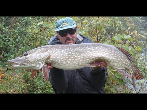 #Hechtbiss live / #toter Köderfisch / #dead bait / #Hechtdrill / #neue Methode auf Hecht