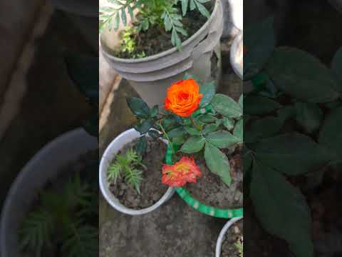 #flower transformation video #rose transformation video🌹#everyone #shortvideo #flowers#garden