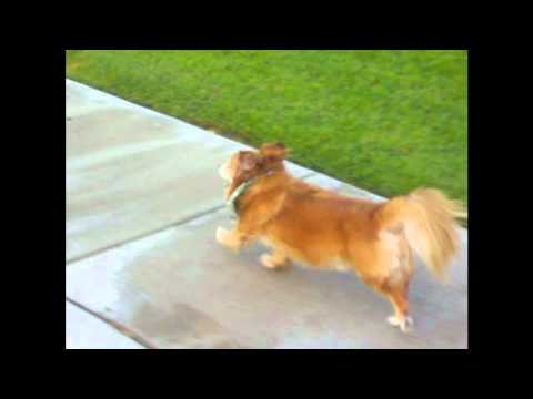 Buddys morning run 090411