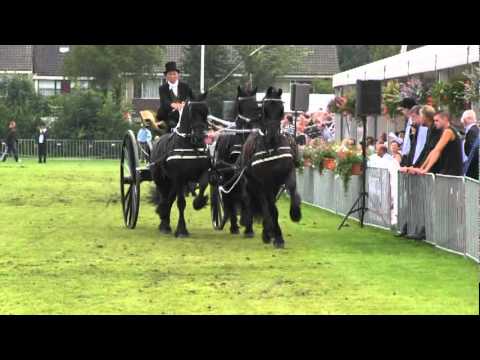 The beauty of the Royal Friesian Horse