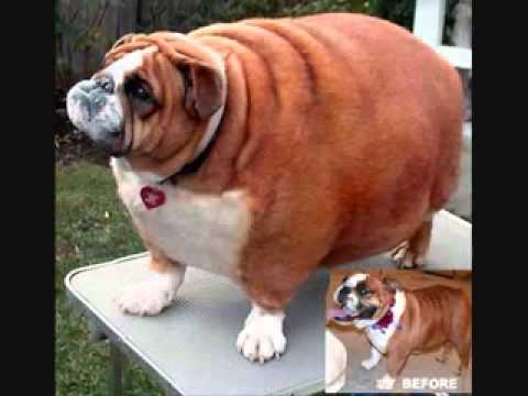 Really Fat Cats And Really Fat Dogs