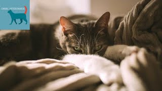 CONTAGIO de enfermedades entre ANIMALES y PERSONAS  🐶🐱😱(perros, gatos y personas).