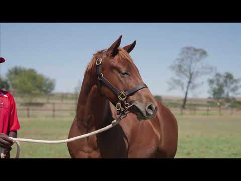 Lot 288 - Perfect Power - Malmoos ex So Flawless