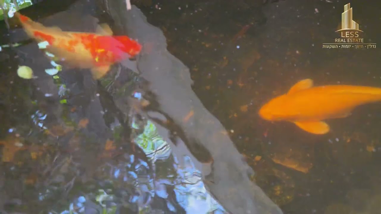 סיור נכס מודרני - דותן צילום ומיתוג