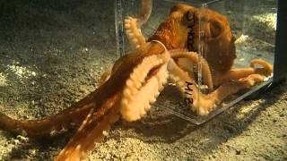 Octopus escaping through a 1 inch diameter hole