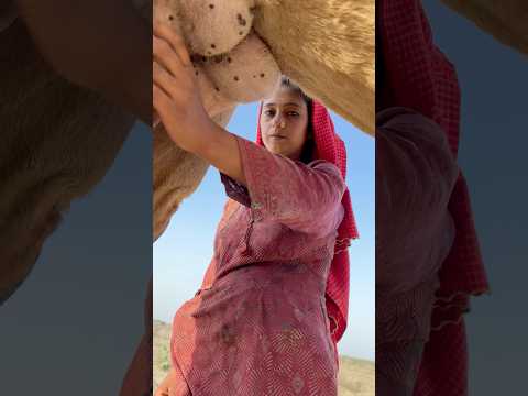 Desert life in Pakistan #india #food #cow #traditionallife #desert