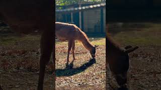 夢見ヶ崎動物公園のラマたち #ラマ #llama