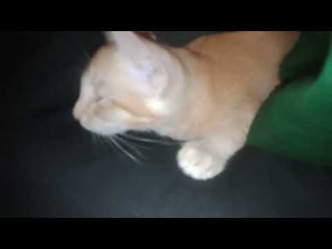 Cat Enjoying massage 