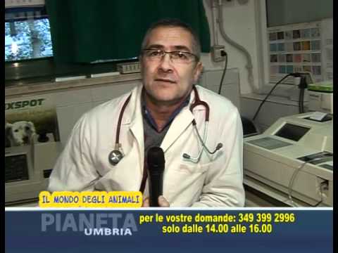 Vampiri della gente e parassiti Il controllo su un lyambliya come consegnare