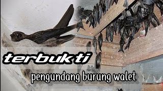 Download lagu MP3 pemanggil burung walet hingga bersarang mp3