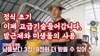 딸기 9월 12일 정식 오늘은 9월 20일 정식 8일 차 뿌리 발근제, 미생물 사용에 대하여 왜 쓸까???