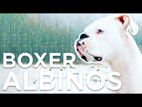BOXER ALBINOS?